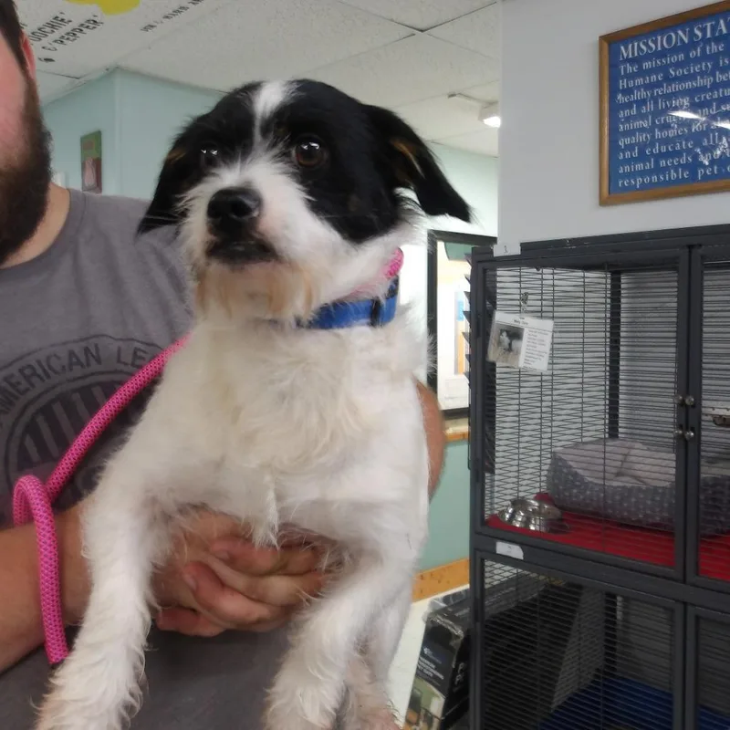 An adult small-sized male White / Cream Wirehaired Terrier dog named Manchas for adoption in Wappingers Falls, NY