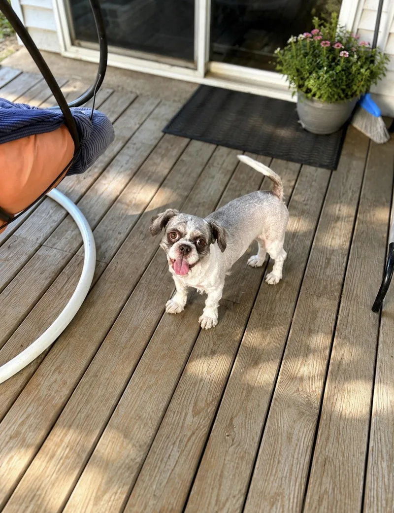 An adult small-sized male Shih Tzu dog named Otis for adoption in Euless, TX