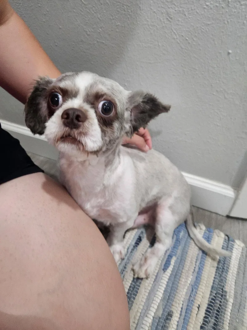 Otis thumbnail 3