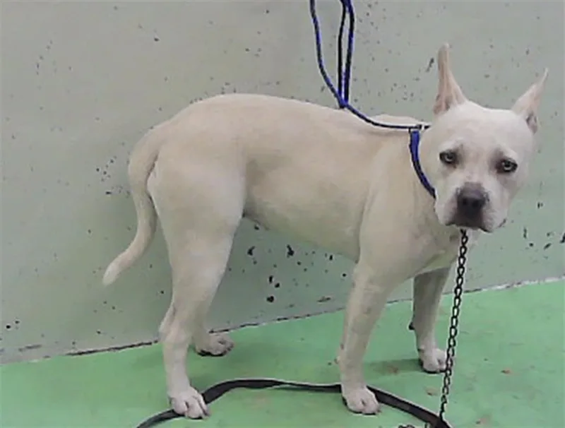 A young medium-sized female Staffordshire Bull Terrier dog named Kali for adoption in Houston, TX