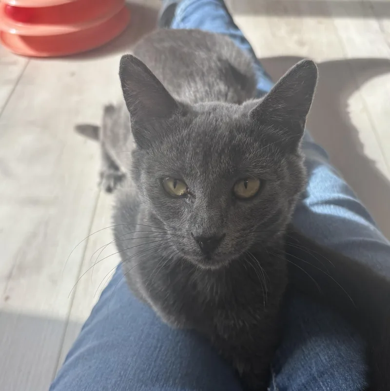 A baby medium-sized female Gray / Blue / Silver Domestic Short Hair cat named McDouble for adoption in Renton , WA