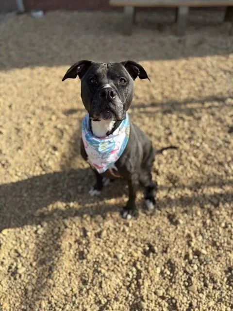 An adult medium-sized female Terrier dog named Edi for adoption in Upper Marlboro, MD