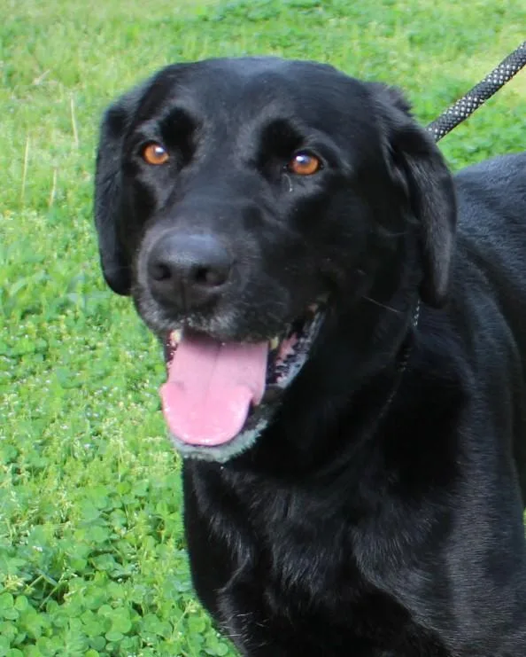 A senior large-sized female Black Labrador Retriever dog named Baby Girl for adoption in Claremore, OK