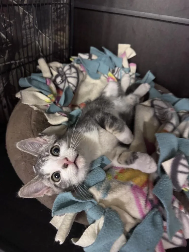 A baby medium-sized female Tabby (Gray / Blue / Silver) Domestic Short Hair cat named Bailey for adoption in Midland, MI