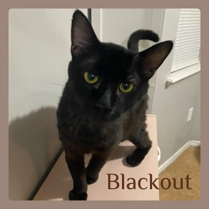Blackout