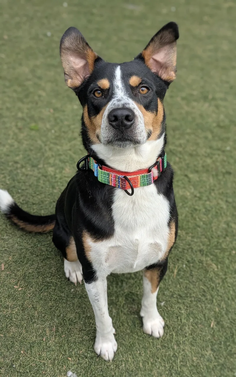 An adult medium-sized male Tricolor (Brown, Black, & White) Entlebucher dog named Dallas for adoption in Sudbury, MA