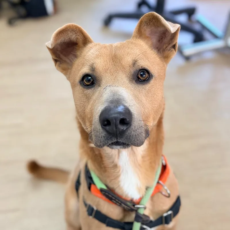 Hashbrown thumbnail 2