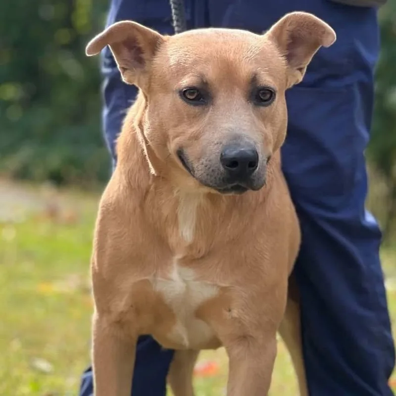 Hashbrown thumbnail 3