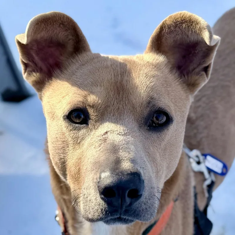 Hashbrown thumbnail 4