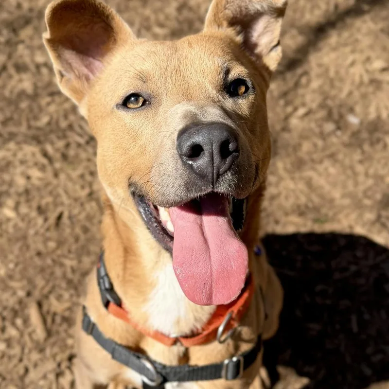 Hashbrown thumbnail 5