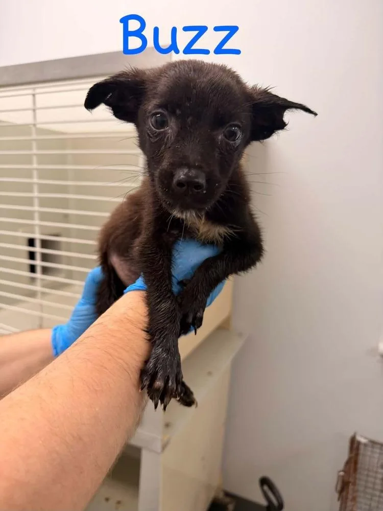A baby small-sized male Black Mixed Breed dog named Buzz for adoption in Hillsboro, OH