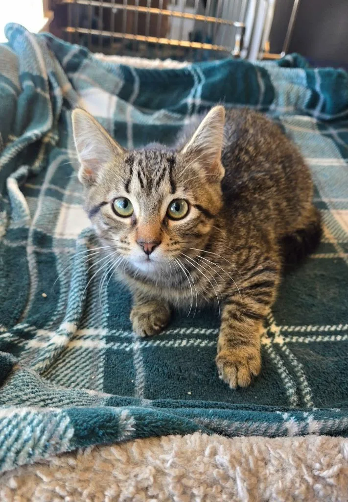 A baby small-sized female Domestic Short Hair cat named Yuki for adoption in Sidney, OH
