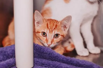 An adult small-sized female Domestic Short Hair cat named a Franks & BeansPetSmart for adoption in North Charleston, SC