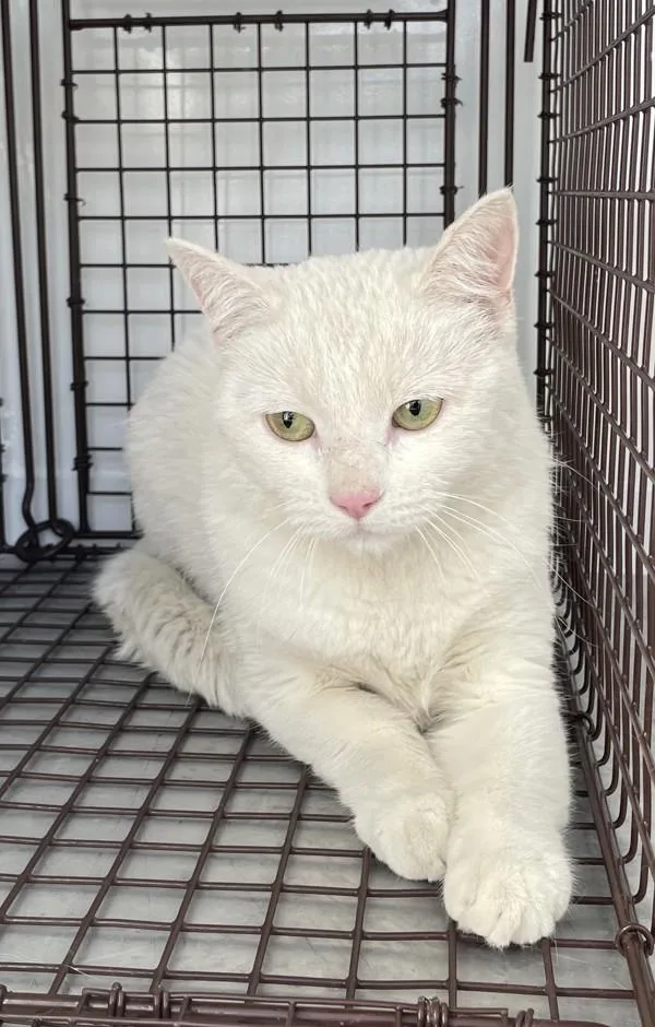 A young medium-sized female Domestic Short Hair cat named Opal for adoption in Victorville, CA
