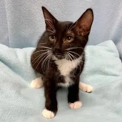 A baby medium-sized female Black & White / Tuxedo Tuxedo cat named Townhouse for adoption in Green Valley, AZ