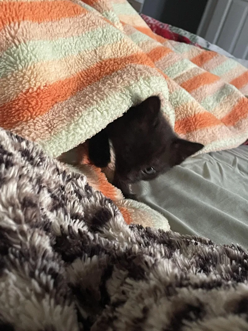 A baby medium-sized female Black Domestic Short Hair cat named Fluttershy for adoption in Fruit Heights, UT