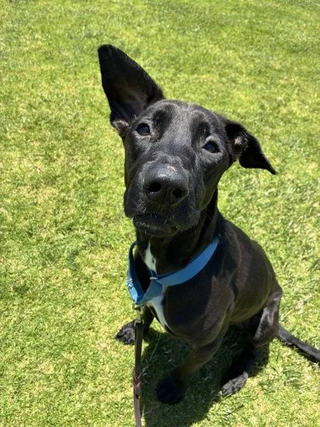 Gia
