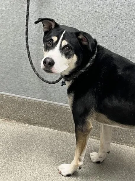 An adult large-sized male Siberian Husky dog named Raider for adoption in Las Vegas, NV