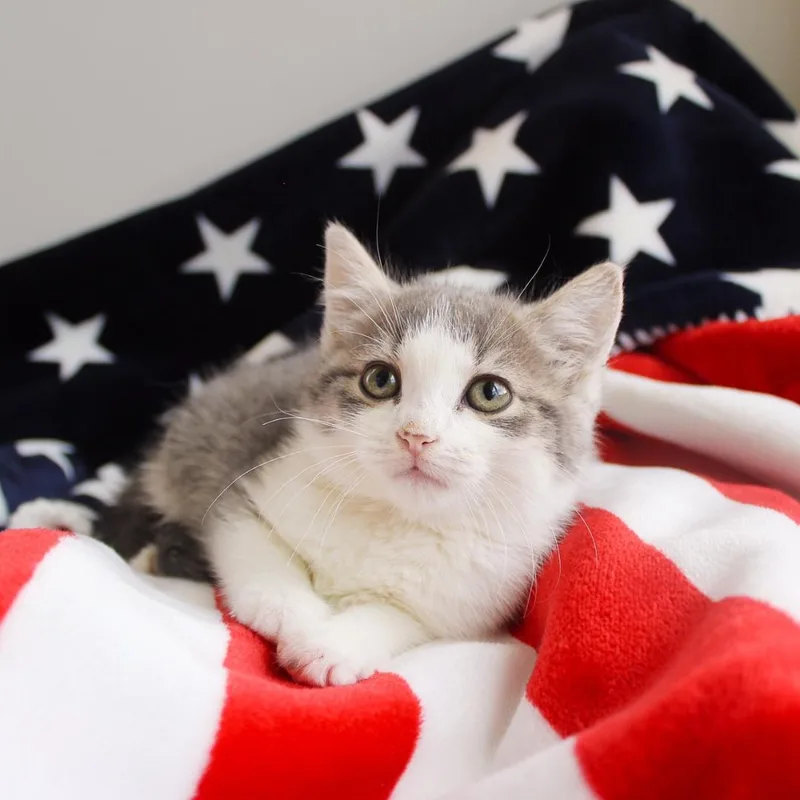 A baby medium-sized female White Domestic Short Hair cat named Paisley for adoption in Wayne, NJ