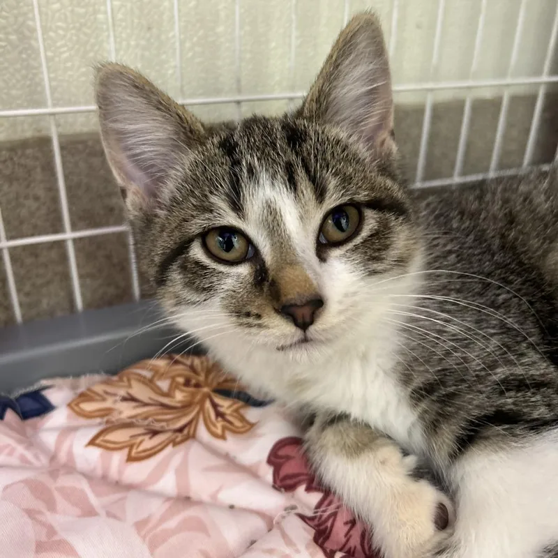 A baby small-sized female Domestic Short Hair cat named Lila for adoption in Oshkosh, WI