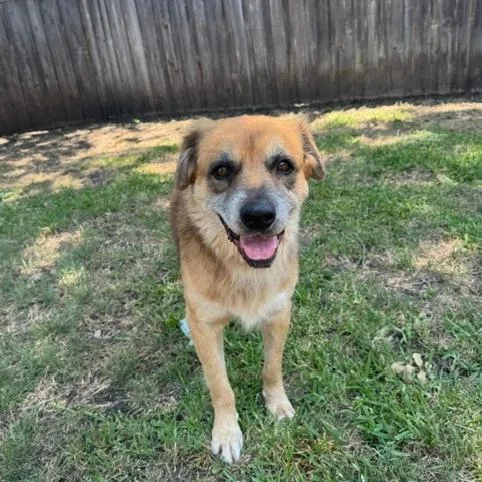 A senior medium-sized male Yellow / Tan / Blond / Fawn Mixed Breed dog named Quinn for adoption in Dallas, TX