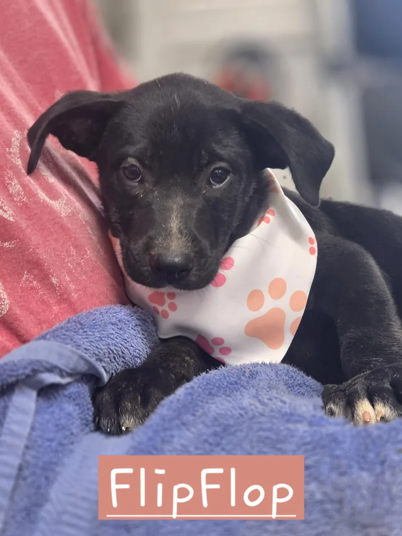 A baby large-sized female German Shepherd Dog dog named Flipflop for adoption in Walthill, NE