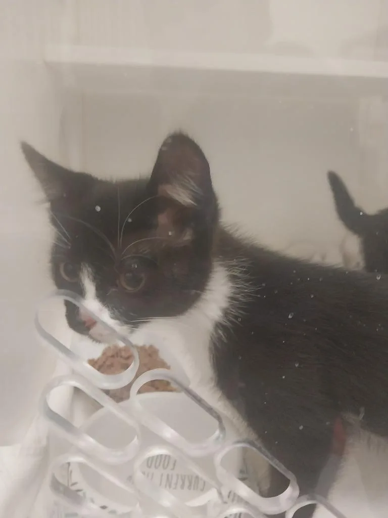 A baby small-sized male Domestic Short Hair cat named Boulder for adoption in Oxford, NC
