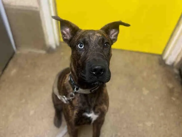 A young medium-sized male Pit Bull Terrier dog named Kilo for adoption in Bonita, CA