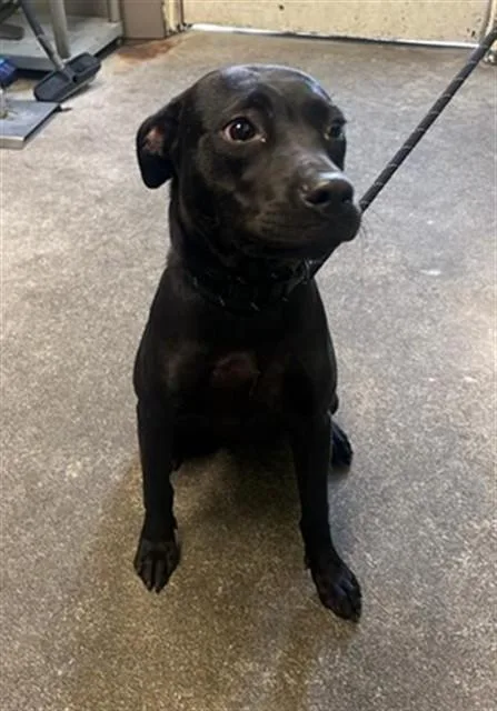 A young small-sized female Terrier dog named Betty for adoption in Sacramento, CA