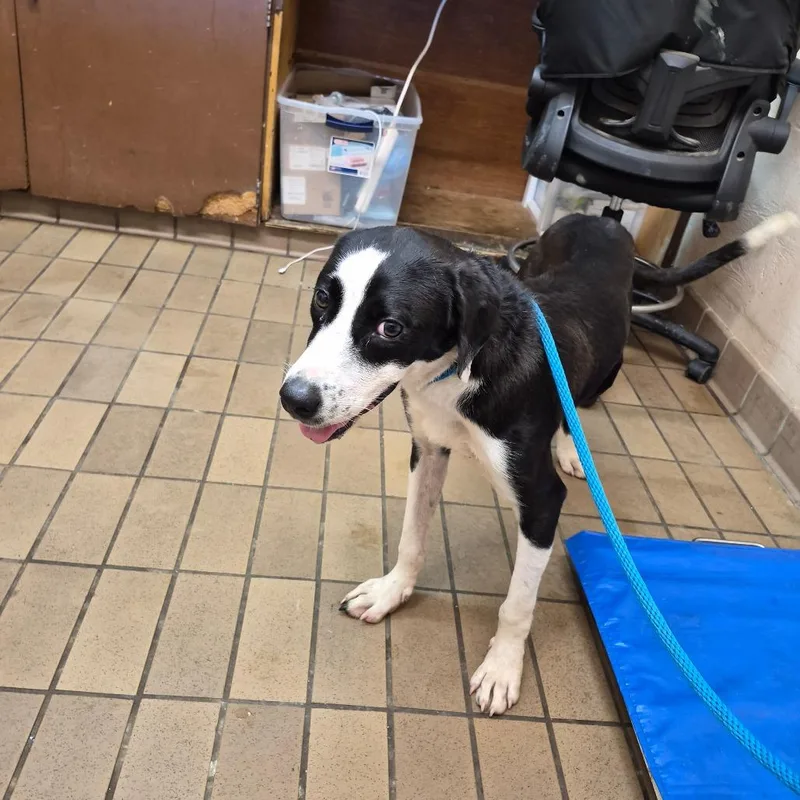 A young medium-sized female Labrador Retriever dog named Peggy for adoption in Birmingham, AL