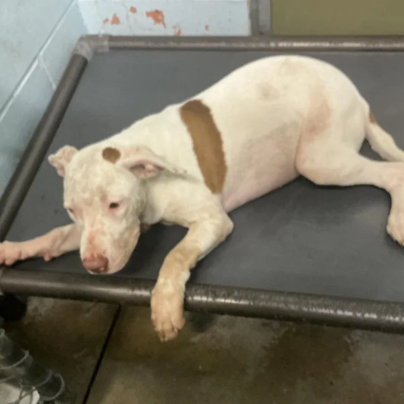 A young medium-sized female White / Cream Pit Bull Terrier dog named Angel for adoption in St Joseph, MO