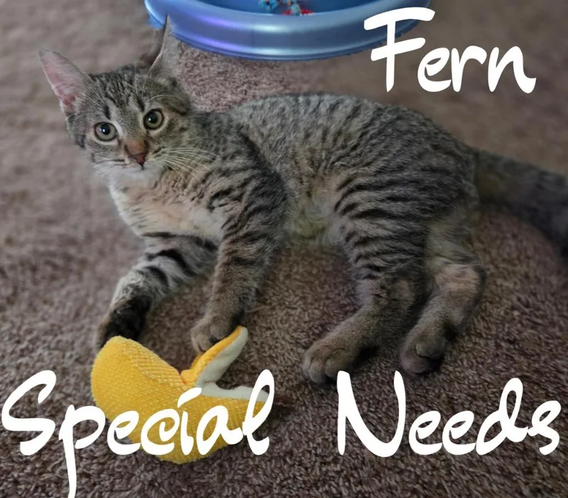 Fern thumbnail 3