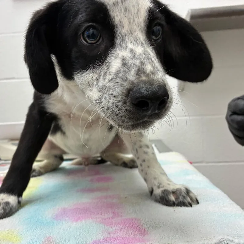A baby small-sized male Black Australian Cattle Dog / Blue Heeler dog named Hot Dog for adoption in Corpus Christi, TX