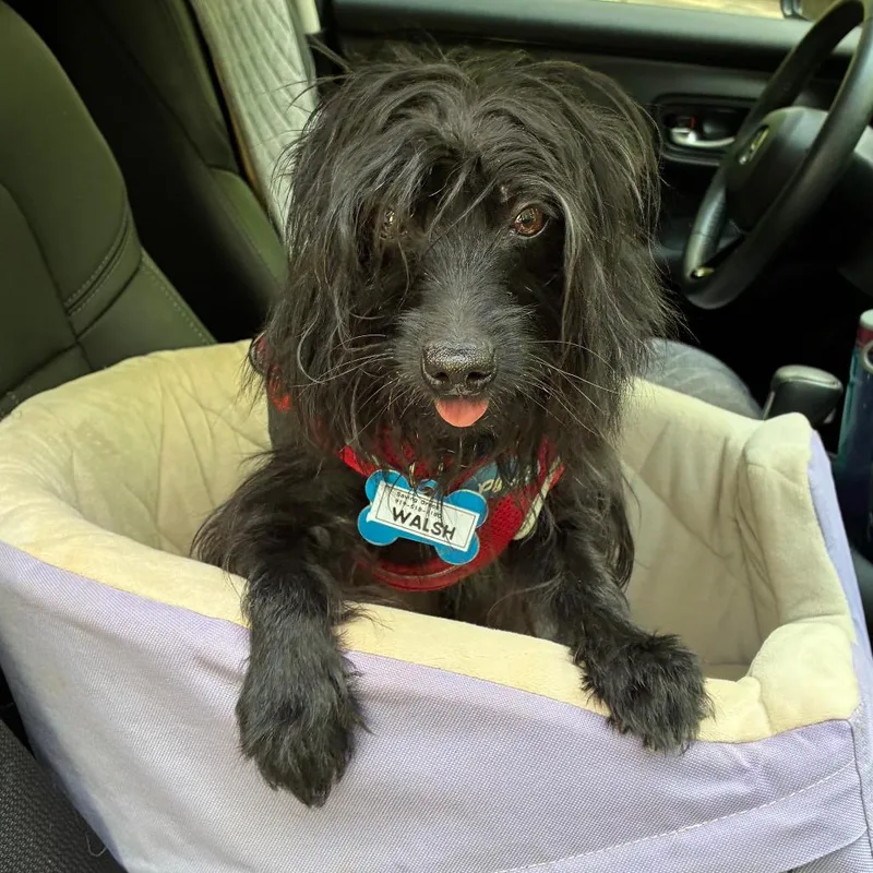 An adult small-sized male Black Terrier dog named Walsh for adoption in Wake Forest, NC