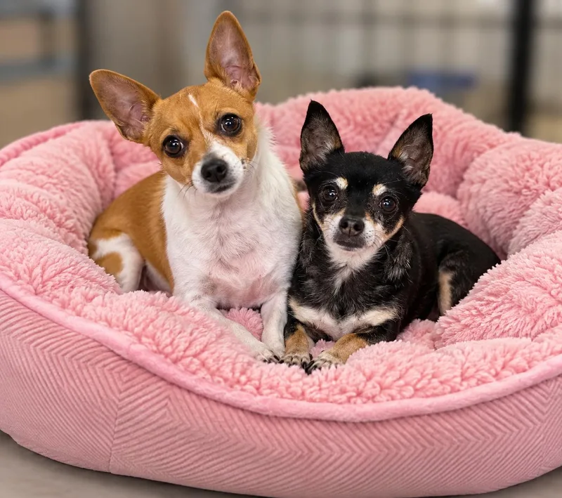 An adult small-sized female Tricolor (Brown, Black, & White) Chihuahua dog named Chloe & Ellie for adoption in Momence, IL