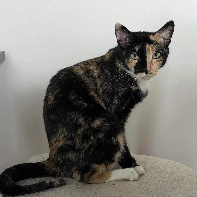 An adult medium-sized female Calico Domestic Short Hair cat named Petunia for adoption in Renton , WA