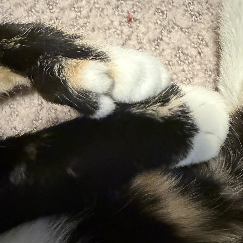 Petunia thumbnail 3