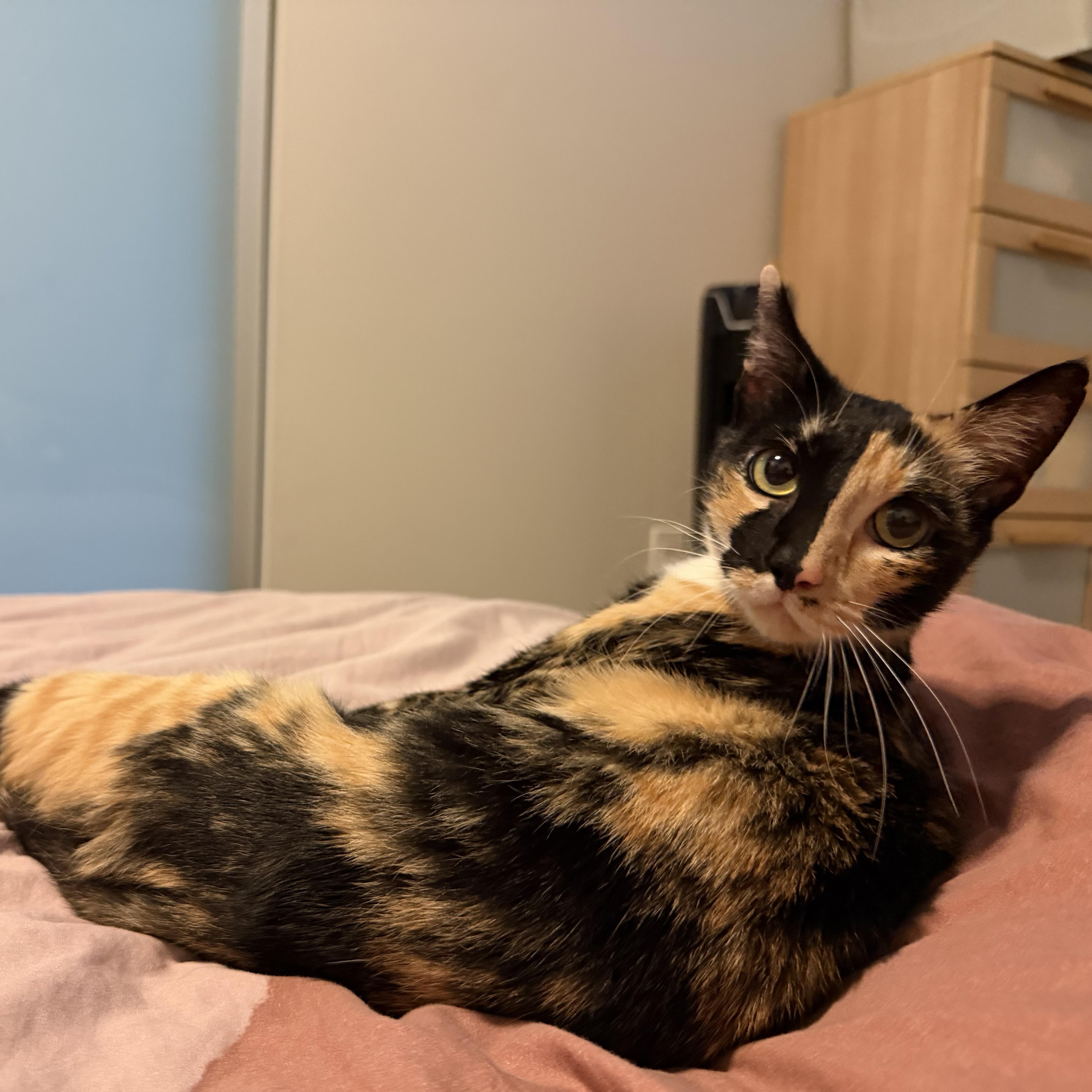 Petunia thumbnail 4
