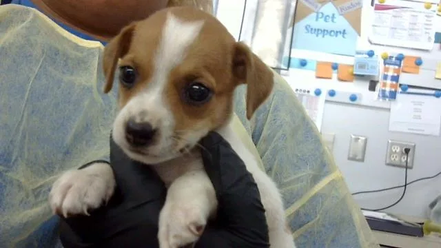 A baby small-sized female Mixed Breed dog named Claudia for adoption in Dallas, TX