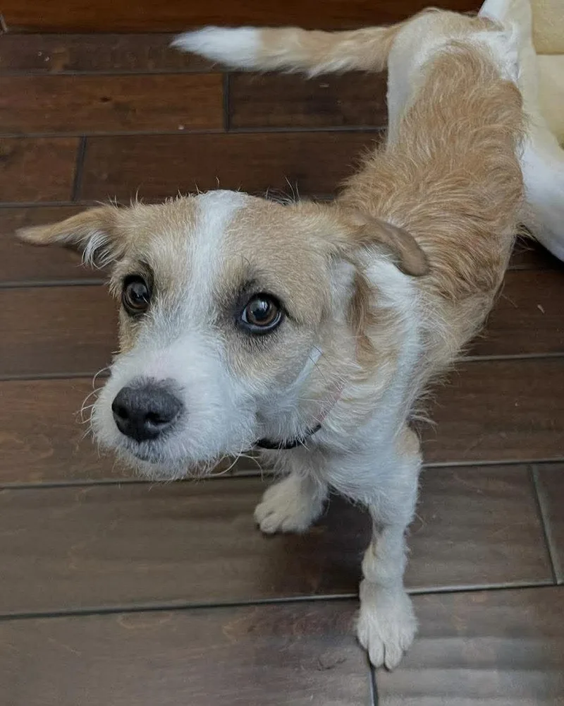 A young small-sized female Terrier dog named Maple for adoption in Corona, CA