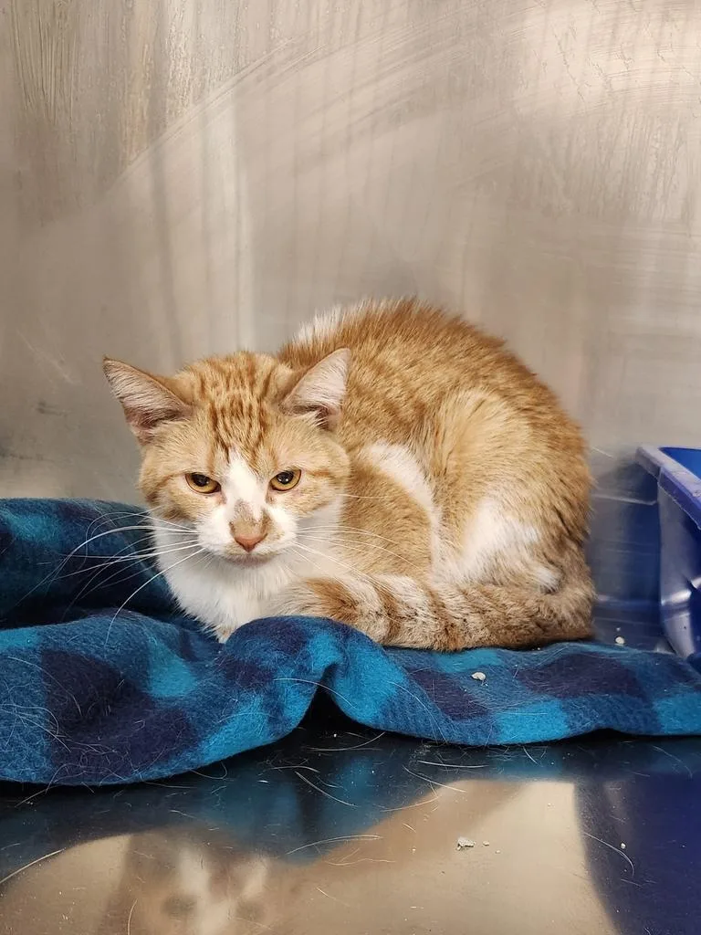 A young small-sized female Domestic Short Hair cat named Spice for adoption in Grand Forks, ND