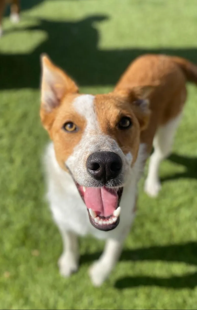 Cheyanne thumbnail 3