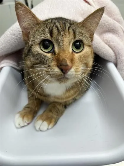 Mimi