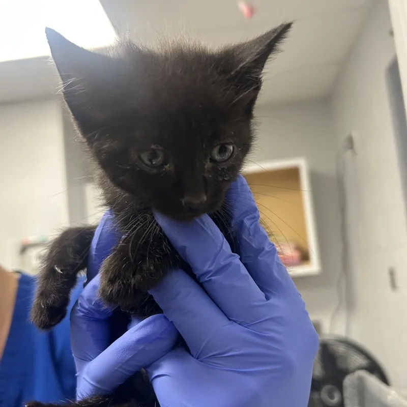 A baby small-sized male Black Domestic Short Hair cat named Live Wire for adoption in Greenville, SC
