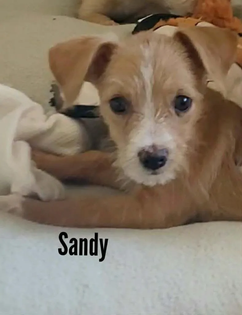 A baby small-sized female Chihuahua dog named Sandy for adoption in Mesa, AZ
