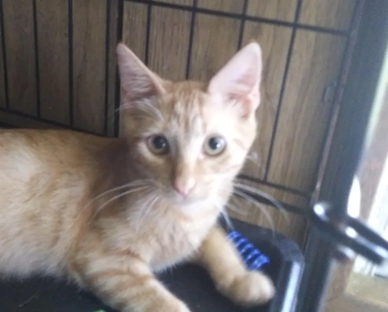 A young medium-sized male Orange & White Domestic Short Hair cat named Connor for adoption in Port Wentworth, GA