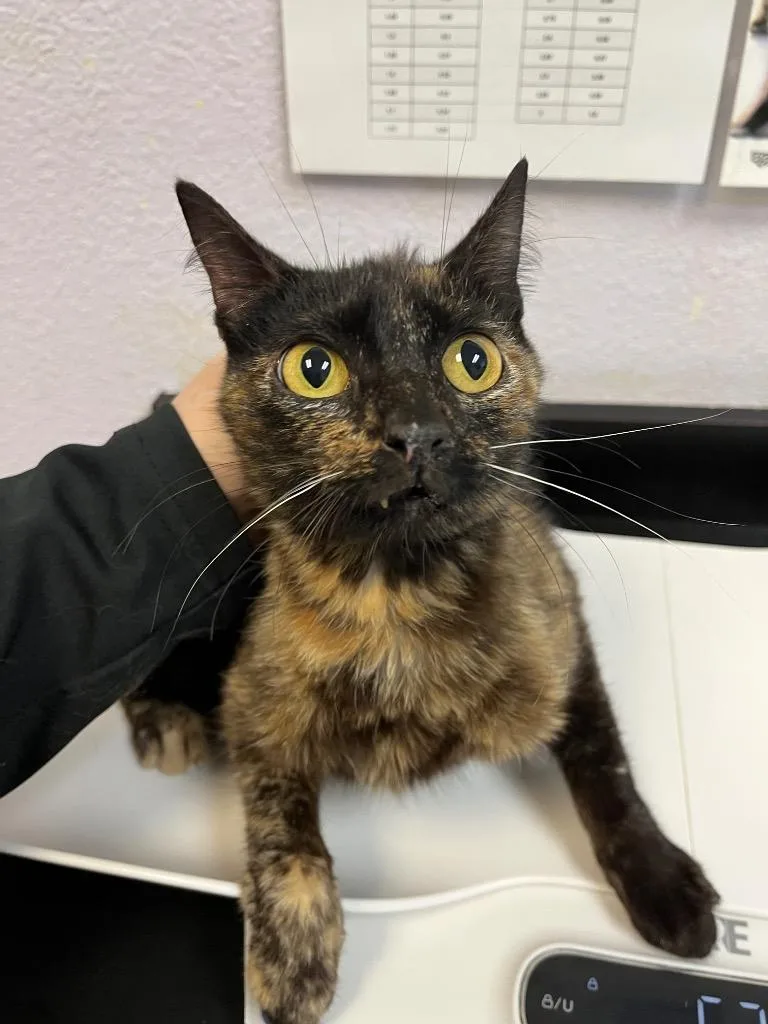 A young small-sized female Domestic Short Hair cat named Beak for adoption in New Braunfels, TX