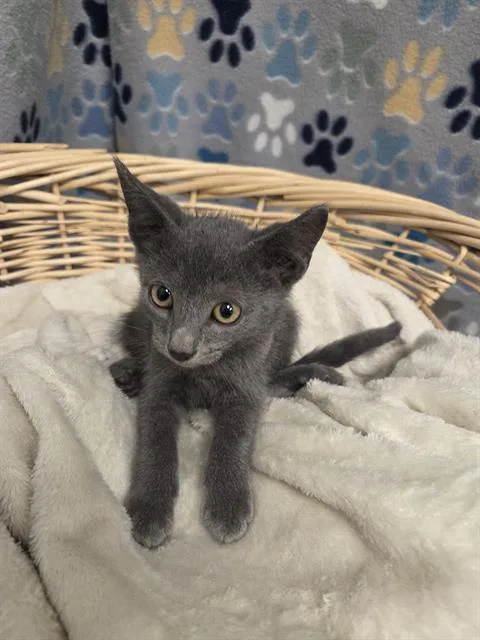 A baby small-sized male Domestic Short Hair cat named Hughes for adoption in Rosenberg, TX