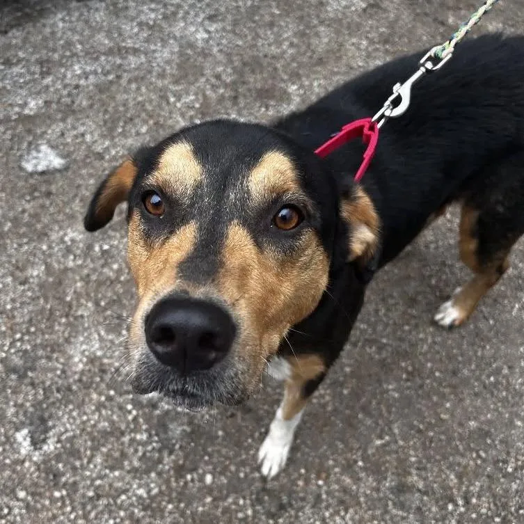 A young medium-sized male Beagle dog named Space Santa for adoption in Austin, TX