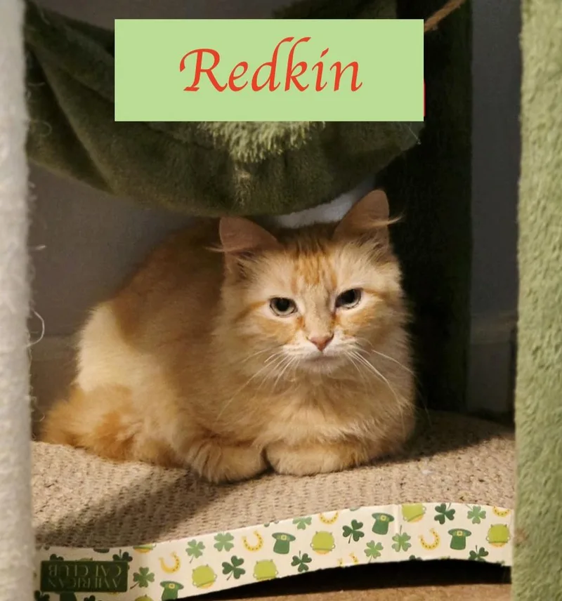Redkin